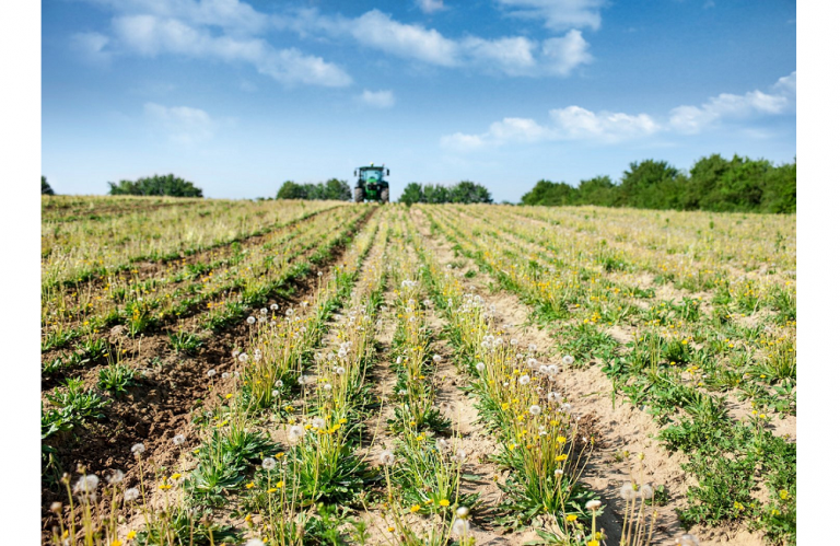 Research Network Focusing on Dandelion Rubber Includes Additional Plant Breeder